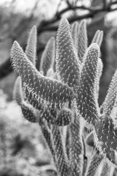 Museo Del Desierto Tucson Arizona Fotos Cactus Flores Colibríes — Foto de Stock