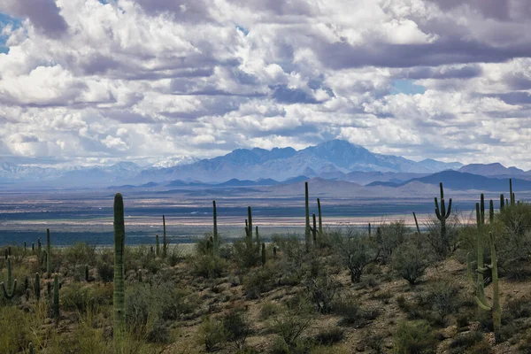 Wüstenmuseum Von Tucson Arizona Blick Auf Die Gebirgsketten Und Kaktien — Stockfoto