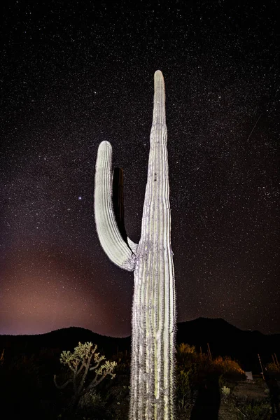 Orgelpfeifen Nationaldenkmal Saguaro Nationalpark Arizona — Stockfoto