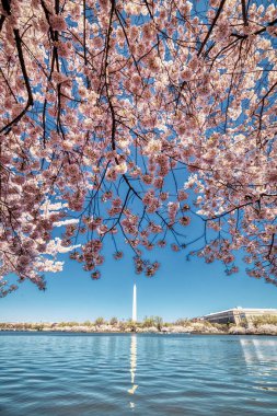 Jefferson Memorial, Tidal Basin, Washignton DC, Kiraz Çiçekleri