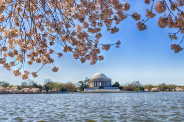 Jefferson Memorial, Tidal Basin, Washignton DC, Kiraz Çiçekleri
