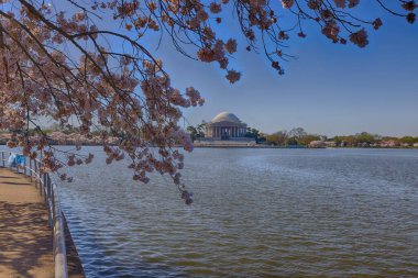 Jefferson Memorial, Tidal Basin, Washignton DC, Kiraz Çiçekleri