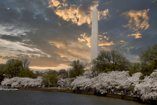 Jefferson Memorial Tidal Basin Washignton Cherry Blossoms — Stock fotografie