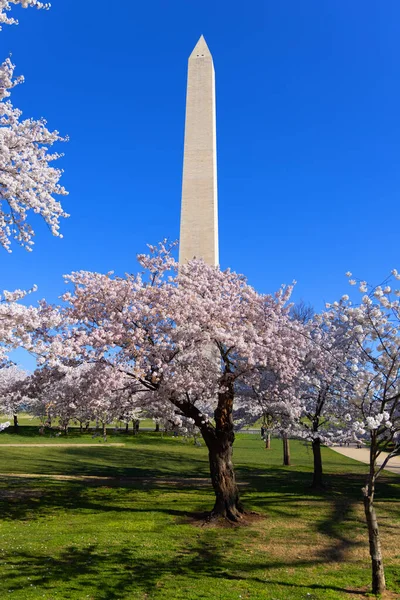 Washington Monument Tidal Basin Area Cherry Blossoms — Stock fotografie