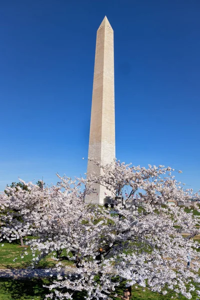 Washington Monument Tidal Basin Area Cherry Blossoms — Stock fotografie