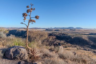 Harcanmış bir agave sapı, Batı Teksas 'taki Davis Dağları' nın yüksek çöl manzarasına bakan yaşam döngüsünün bir anıtı olarak duruyor. 10 ila 30 yıl sonra, agave, ya da yüzyıl bitkisi, tek bir uzun çiçek sapı gönderir, bir kez çiçek açar.,