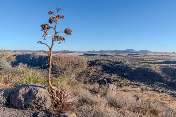 Harcanmış bir agave sapı, Batı Teksas 'taki Davis Dağları' nın yüksek çöl manzarasına bakan yaşam döngüsünün bir anıtı olarak duruyor. 10 ila 30 yıl sonra, agave, ya da yüzyıl bitkisi, tek bir uzun çiçek sapı gönderir, bir kez çiçek açar.,