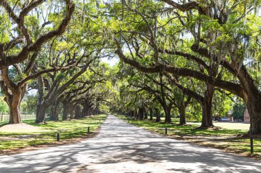 A grand, unpaved avenue, flanked by centuries-old live oak trees heavily adorned with Spanish moss, creates a dramatic, shaded entrance to what appears to be a historic Southern estate. In the distance, visitors can be seen exploring the grounds, dra