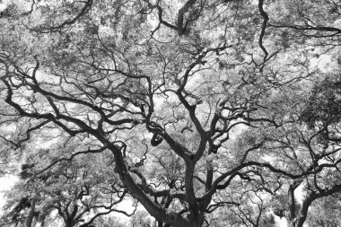 Büyük ihtimalle canlı meşe ağaçları ve palmiye yaprakları gibi kadim ağaçların saygıdeğer dalları aşağıdan görülmekte ve nefes kesici bir doğal tepe örtüsü oluşturmaktadır. Bu karmaşık başlık ağı parlak gökyüzünü, karmaşık mimarisini ve dayanıklılığını filtreler.