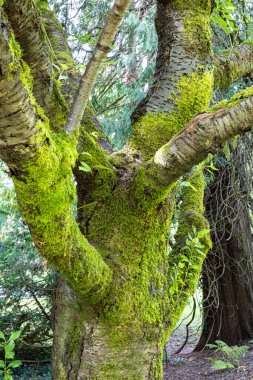 Dayanıklı gövdesi ve canlı bir tuval görevi gören dalları zengin bir şekilde zümrüt yeşili yosun halı ile süslenmiş saygıdeğer bir ağaç. Hassas yeni filizlerle noktalanmış bu yemyeşil büyüme nemli, gölgeli orman havasında sergileniyor.