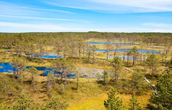 Bagna w parku narodowym Lahemaa w Estonii — Zdjęcie stockowe
