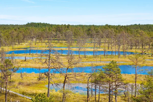 Bažiny v národním parku Lahemaa v Estonsku 2 — Stock fotografie