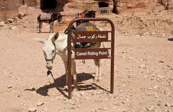 Moe Van Het Rijden Met Toerist Petra Jordanië — Stockfoto