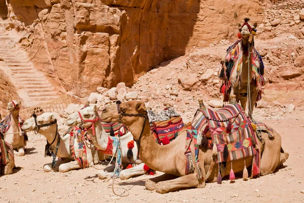 Camelos Para Andar Com Turista Petra Jordânia — Fotografia de Stock