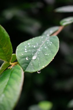 Parlak yeşil yapraklı bir dalda parlak kırmızı böğürtlen kümesi. Bulanık arka plan ve yumuşak bokeh sonbahar atmosferinde sakin ve doğal bir kompozisyon oluşturur..