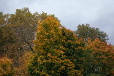 Turuncu, sarı ve yeşil tonlarında canlı sonbahar ağaçları yağmurdan sonra yemyeşil bir parkı doldurur. Nemli zemin ve bulutlu gökyüzü sakin, atmosferik bir düşüş manzarası yaratır..