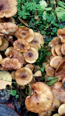 Sonbahar yapraklarıyla çevrili çimenli bir yamaçta büyüyen parlak kahverengi mantar kümesi. Sahne yağmurdan sonra nemli ve toprak gibi geliyor. Arka planda küçük bir ahşap kulübe ve ağaçlar var.. 