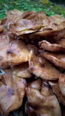 Sonbahar yapraklarıyla çevrili çimenli bir yamaçta büyüyen parlak kahverengi mantar kümesi. Sahne yağmurdan sonra nemli ve toprak gibi geliyor. Arka planda küçük bir ahşap kulübe ve ağaçlar var.. 