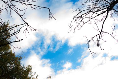 Sıcak güneş ışığıyla aydınlatılan düşen sonbahar yapraklarının yakın çekimi. Yumuşak bokeh ve güneş alevleri ile altın ve kehribar renkleri huzurlu bir mevsimsel atmosfer yaratır..