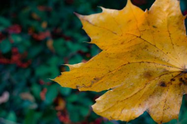 Sıcak güneş ışığıyla aydınlatılan düşen sonbahar yapraklarının yakın çekimi. Yumuşak bokeh ve güneş alevleri ile altın ve kehribar renkleri huzurlu bir mevsimsel atmosfer yaratır..