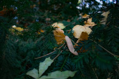 Sıcak güneş ışığıyla aydınlatılan düşen sonbahar yapraklarının yakın çekimi. Yumuşak bokeh ve güneş alevleri ile altın ve kehribar renkleri huzurlu bir mevsimsel atmosfer yaratır..