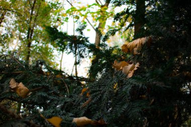 Sıcak güneş ışığıyla aydınlatılan düşen sonbahar yapraklarının yakın çekimi. Yumuşak bokeh ve güneş alevleri ile altın ve kehribar renkleri huzurlu bir mevsimsel atmosfer yaratır..