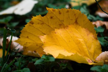 Sıcak güneş ışığıyla aydınlatılan düşen sonbahar yapraklarının yakın çekimi. Yumuşak bokeh ve güneş alevleri ile altın ve kehribar renkleri huzurlu bir mevsimsel atmosfer yaratır..