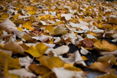 Sıcak güneş ışığıyla aydınlatılan düşen sonbahar yapraklarının yakın çekimi. Yumuşak bokeh ve güneş alevleri ile altın ve kehribar renkleri huzurlu bir mevsimsel atmosfer yaratır..