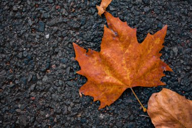 Sıcak güneş ışığıyla aydınlatılan düşen sonbahar yapraklarının yakın çekimi. Yumuşak bokeh ve güneş alevleri ile altın ve kehribar renkleri huzurlu bir mevsimsel atmosfer yaratır..