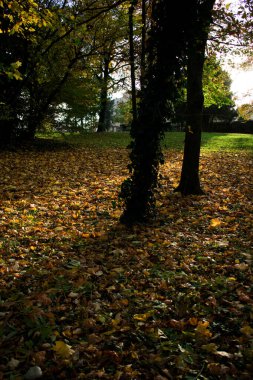 Parlak mavi gökyüzü ve yumuşak beyaz bulutların altında yeşil, sarı ve turuncu yapraklı renkli sonbahar ağaçları. Sakin, güneşli bir sonbahar günü..