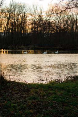 Sakin bir göl üzerinde sakin bir kış ya da bahar günbatımı. Pastel pembe ve mavi gökyüzü dalgalı suyu yansıtırken, çıplak ağaçlar ve dinlenen kuşlar da altın saat boyunca huzurlu ve düşünceli bir doğal manzara oluştururlar..