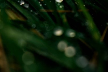 Soğuk ve sisli bir sabahta çimlerin üzerindeki donmuş su damlacıklarının atmosferik makro fotoğrafı. Koyu yeşil tonlar ve yumuşak yayılmış ışık, dondurucu soğuğun kırılgan güzelliğini ve sakin kış sükunetini yansıtan dengesiz ve dokunaklı bir sahne yaratır..