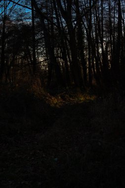 Çıplak ağaçların yoğun siyah siluetleri ve karışık dallarıyla gizemli bir orman sahnesi. Karanlığın içinden tek bir sıcak günbatımı parlıyor, çarpıcı bir ışık ve gölge kontrastı yaratıyor, yalnızlık ve sessiz yansıma..