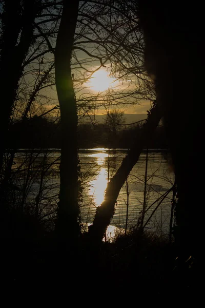 Sakin bir nehre yansıyan sıcak altın ışıkla gün batımından önce huzurlu bir manzara. Alçak güneş, karanlık ağaç ve çimen siluetleriyle çerçevelenmiş parlak bir su yolu yaratırken, bir kuş sisli ufukta uçuyor..