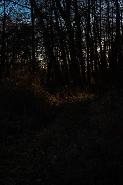 Çıplak ağaçların yoğun siyah siluetleri ve karışık dallarıyla gizemli bir orman sahnesi. Karanlığın içinden tek bir sıcak günbatımı parlıyor, çarpıcı bir ışık ve gölge kontrastı yaratıyor, yalnızlık ve sessiz yansıma..