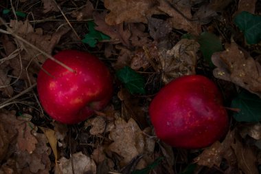 Kuru meşe yaprakları üzerinde dinlenen olgun kırmızı bir elmanın yakın çekimi, topraksı kahverengilerle zıt kırmızı tonlar, yumuşak ışık doğal dokuyu vurguluyor, sıcak hasat atmosferi, peri masalı sonbahar havası.
