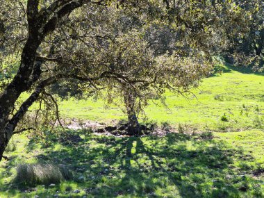 Sierra Morena Doğal Parkı, Andujar