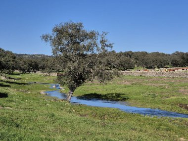 Sierra Morena Doğal Parkı, Andujar - 2025