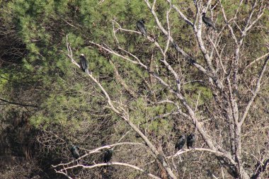 Sierra Morena Doğal Parkı, Andujar - 2024
