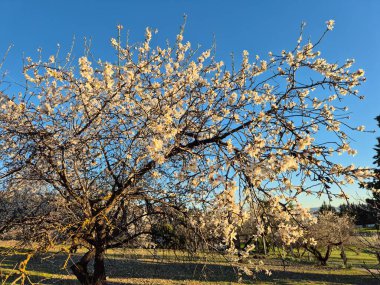 Şubat 'ta badem çiçeği