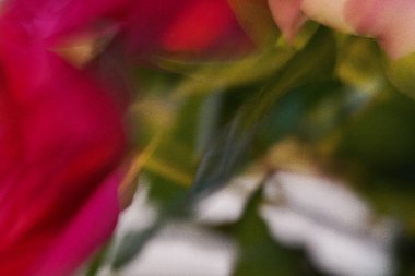 Parlak doğal tonlarda, zarif bulanık arkaplan. Pürüzsüz renk değişimine sahip kırmızı yeşil bitki gradyanı. Kadınsı romantik estetik soyut doku. Zarif, yumuşak odaklı, hafif, ince sanat..