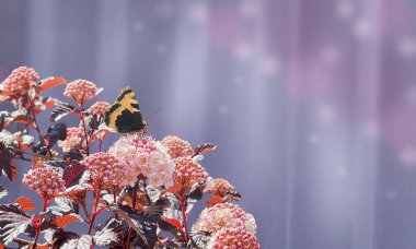 Bir kelebek, yumuşak ve bulanık arkaplanı olan pembe çiçeklere dayanır. Sahne, sakin bir ortamda doğanın güzelliğini yakalar. Yüksek kalite fotoğraf