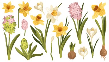 Nergis çiçekleri, kruvazör ve sümbül resimleri. Kendi özel ürün tasarımını yapmak için mükemmel, tüm elementler elle çizilmiş.