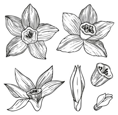 Beyaz arka planda vanilya çiçekleri ve çöreklerin el çizimi grafikleri. Vektör çizimi. Ürün tasarımı, tekstil ve kartlar için mükemmel