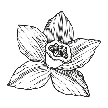 Beyaz arka planda elle çizilmiş vanilya çiçeği grafikli botanik çizimi. Vektör çizimi. Ürün tasarımı, tekstil veya kartlar için mükemmel
