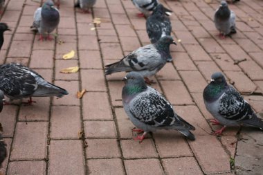 Bir grup gri güvercin kaldırım taşlarında yürüyor. Yerel halk güvercinlerden birine odaklanmış durumda..