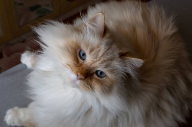 Masada mavi gözlü beyaz bir kedi yatıyor..