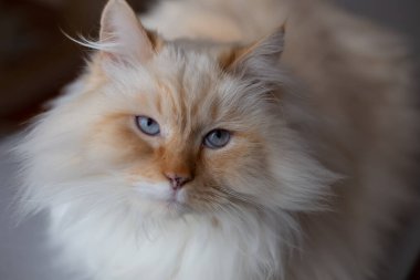 Mavi kedili beyaz bir kedi portresi 