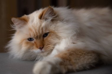 Beyaz-kırmızı kedi masanın üzerinde yatıyor..