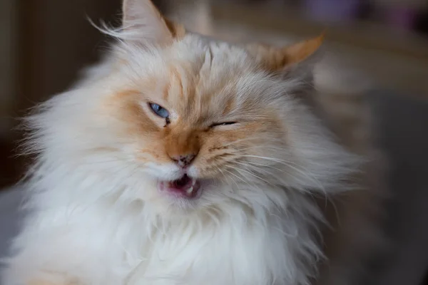 Beyaz, tüylü kedi göz kırpıyor. Mavi gözleri var..